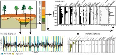 The Integrated Use of Dendrochronological Data and Paleoecological Records From Northwest European Peatlands and Lakes for Understanding Long-Term Ecological and Climatic Changes—A Review